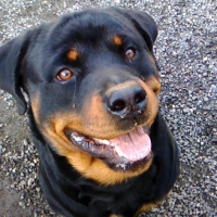 Photo de profil de Pumba