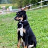 Photo de Kaiko, Bouvier d'Appenzell