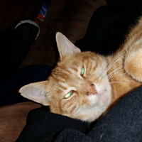 Photo de profil de Lipton