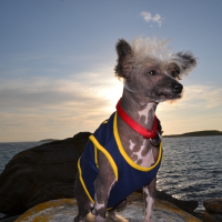 Photo de profil de GASPACHO