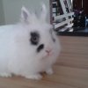Photo de Toby