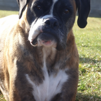 Photo de profil de Vodka