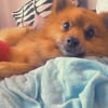 Photo de filou