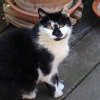 Photo de Domino