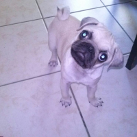 Photo de profil de ilton