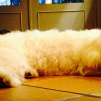 Photo de profil de Coton