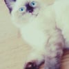 Photo de Love, Ragdoll