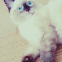 Photo de profil de Love