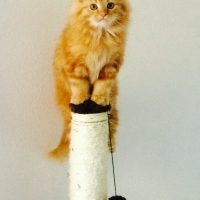 Photo de profil de Garfield 