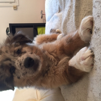 Photo de profil de Lewis