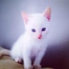 Photo de Happy , Siamois