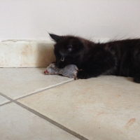 Photo de profil de Simba