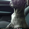 Photo de Tyson 