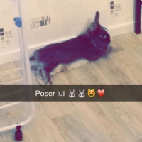 Photo de profil de Grisouille