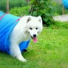Photo de Hatchi