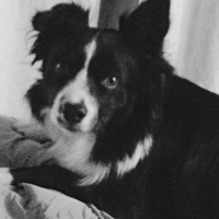 Photo de profil de Indie