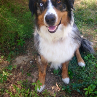 Photo de profil de Gino