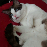 Photo de profil de Sherlock