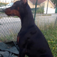 Photo de profil de Levis