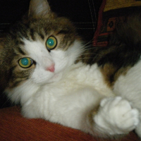 Photo de profil de HELIOS