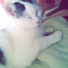 Photo de Tigrou