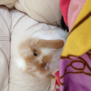 Photo de Nougat