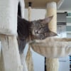 Photo de Loua, Maine Coon