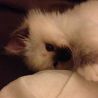 Photo de profil de Ayni