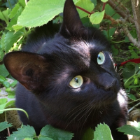 Photo de profil de Pépite 