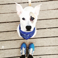 Photo de profil de Foxy Princesse