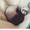 Photo de Swiffer, Furet