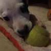 Photo de Lucky