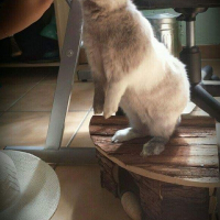 Photo de profil de Grisou