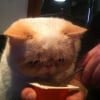 Photo de Boris, Exotic