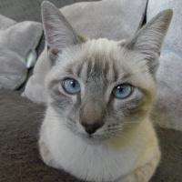 Photo de profil de Pralinette