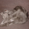 Photo de nala
