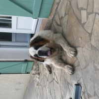 Photo de profil de domino