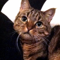Photo de profil de Simba