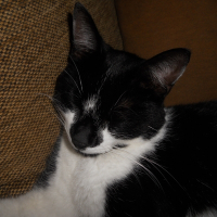 Photo de profil de GRINGO