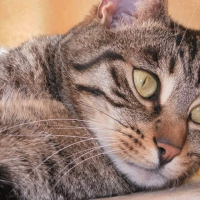 Photo de profil de Picsou
