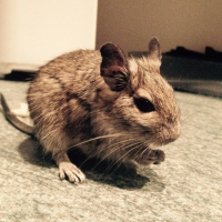 Photo de profil de Spoutnik