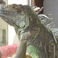 Photo de profil de Hannibale
