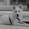 Photo de Saphyre