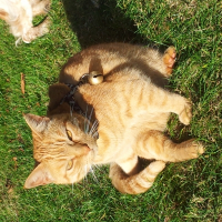 Photo de profil de vanille