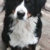 Photo de Orka