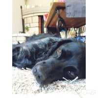 Photo de profil de Fidji