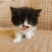 Photo de profil de Ice