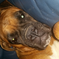 Photo de profil de Dixie