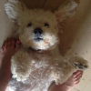 Photo de Pom