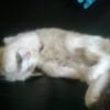 Photo de Juvia, Ragdoll